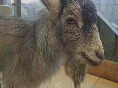 -怪兽屋·羊驼·猫咖·狗咖(俊华广场店)