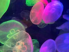 -太平洋海底世界