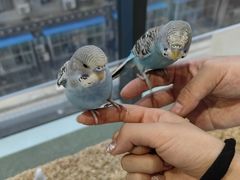 -怪兽屋·羊驼·猫咖·狗咖(俊华广场店)