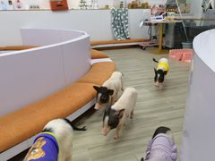 -猪盟咖啡店(玖洲道店)