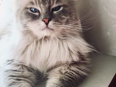 -宠爱国际动物医院·消化内科·心肾内科·ISFM猫友好(望京店)