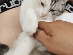 -关爱宠物医院·猫科中心·消化科(滨湖万达分院)