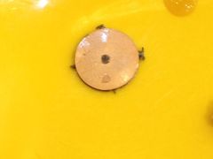 iphone_upload_pic-小杨生煎(香港名都店)