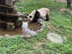 -中国大熊猫保护研究中心雅安碧峰峡基地