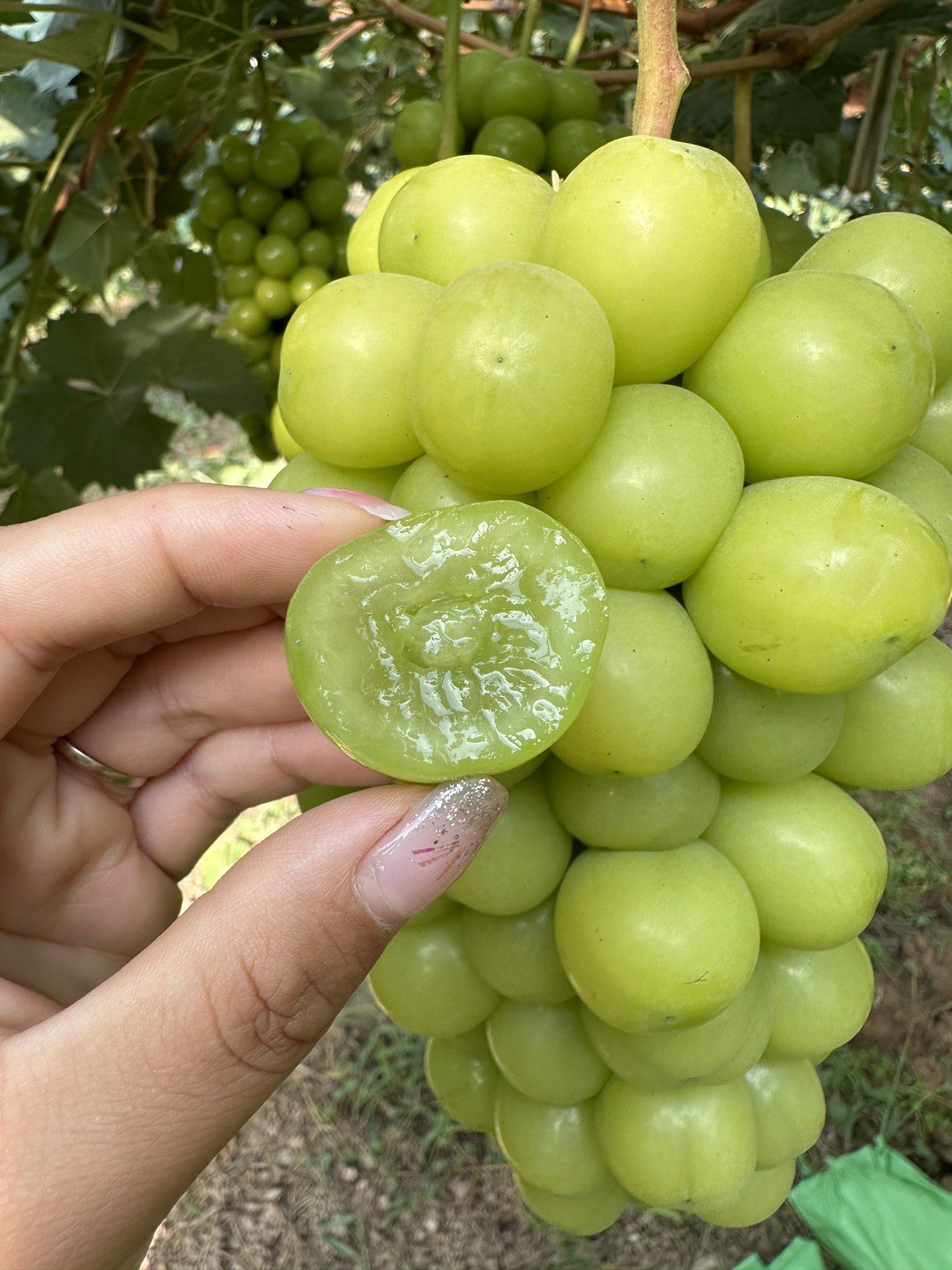 葡萄界的爱马仕 甜度高达20,甜而不腻