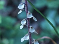 -上海佘山国家森林公园天马山园