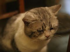 -猫色咖啡·猫咖