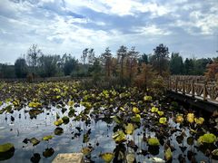 -溱湖国家湿地公园