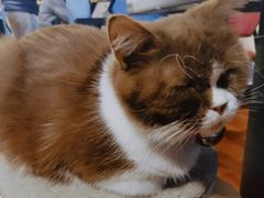 -猫小院猫主题咖啡厅(北锣店)
