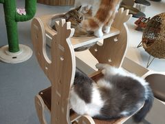 -飞行喵MR PILOT|猫舍·猫咖(静安大融城店)