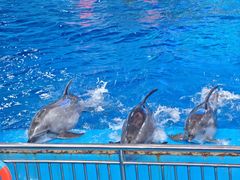 -多彩贵州城极地海洋世界