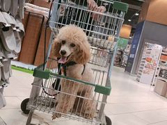 -汪星球宠物生活馆