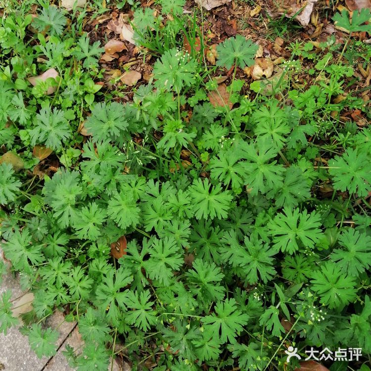 看到一片小草，不知道她的名字，就在一块空地上长开了