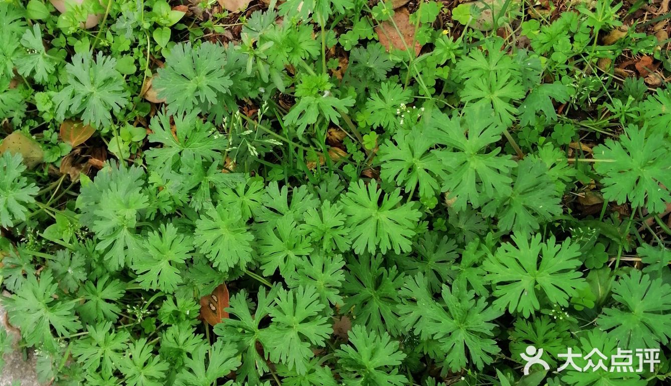 看到一片小草，不知道她的名字，就在一块空地上长开了