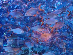 -成都浩海立方海洋公园