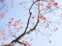 -合肥滨湖国家森林公园