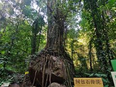 -莫里热带雨林景区