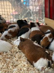 -萌宠亲子动物乐园(槐房万达店)