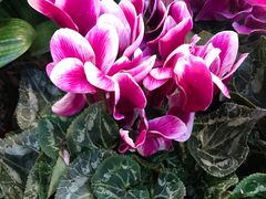 -双季花艺园艺市场(浦东店)