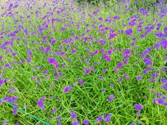 -朝阳公园游乐园