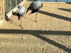 -盐城丹顶鹤湿地生态旅游区