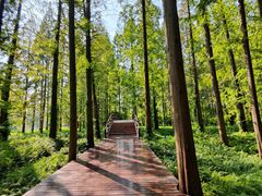 -黄海国家森林公园