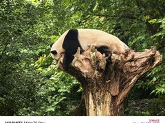 -都江堰中华大熊猫苑