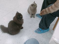 -喵园·猫主题咖啡厅·撸猫·猫咖(国贸店)