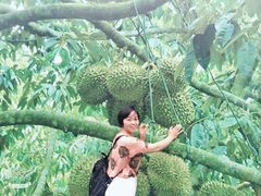 -都念榴莲·城市榴莲