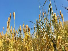 -昆山城市生态森林公园