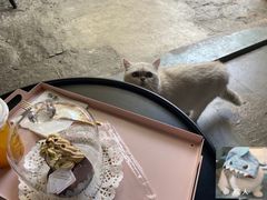 -喵屿·大理花园猫咖