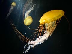 -欢乐海岸海洋奇梦馆