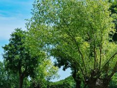 -汉长安城未央宫国家考古遗址公园