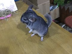 -上海大自然野生昆虫馆