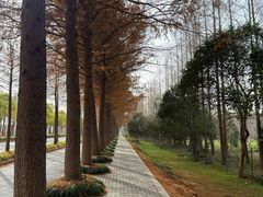 -上海长兴岛郊野公园