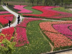 -杭州湾海上花田景区