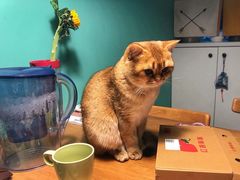 -东方名猫馆·英短金渐层布偶猫舍(环线广场1号楼店)
