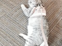 -纳吉亚猫专科动物诊疗中心(蒋宅口分院)