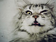 -猫小院猫主题餐厅(三里屯店)