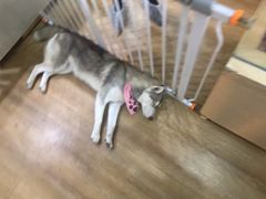 -Husky Go! 哈士奇体验馆·宠物咖啡厅狗咖