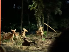 -夜间野生动物园