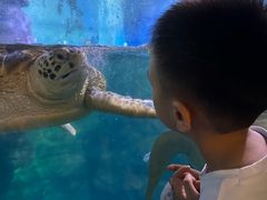 -烟台海昌鲸鲨海洋公园