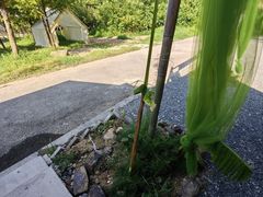 -北仑森林植物园