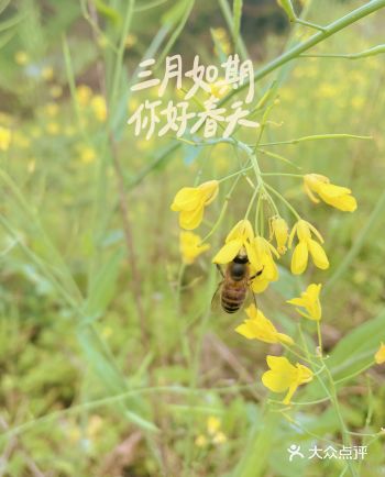 本地人推荐的“小众赏花”路线～