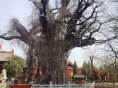 -大槐树寻根祭祖园