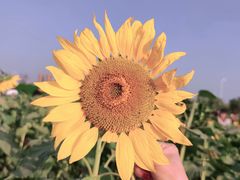 -映月湖中央公园