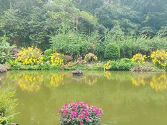 -深圳仙湖植物园