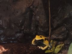 -上海大自然野生昆虫馆(东方明珠·爬宠昆虫探索中心)