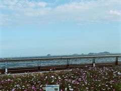 -野狸岛