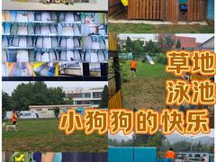 -趣玩宠物乐园寄养训犬训狗游泳池